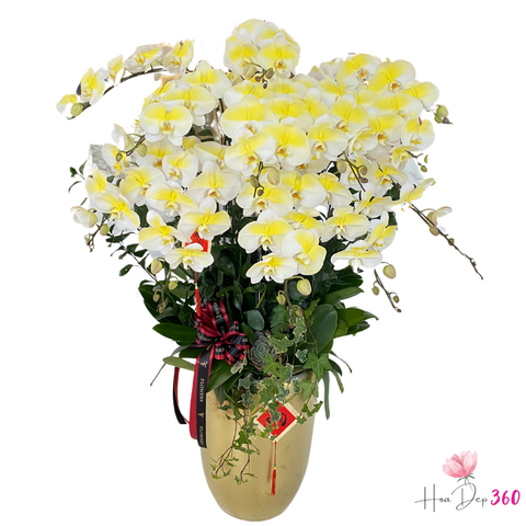 Lan Hồ Điệp Thần Tài