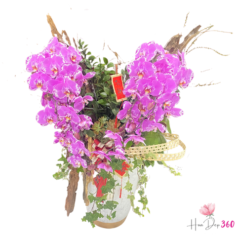 Lan Hồ Điệp Thiên Thần