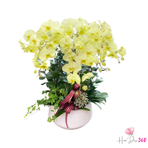Lan Hồ Điệp Hạnh Phúc