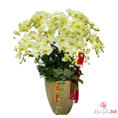 Lan Hồ Điệp Phúc Lộc Thọ