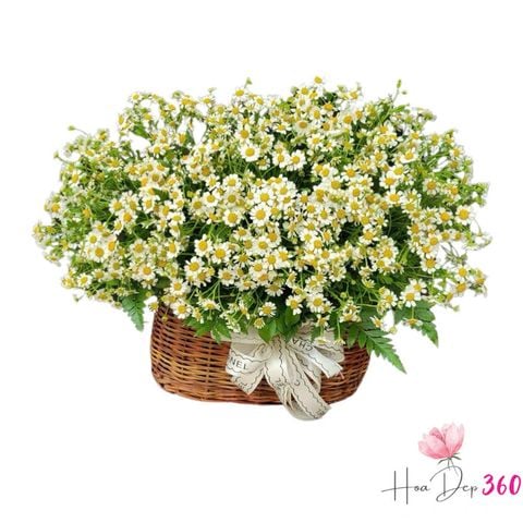 Giỏ Hoa Cúc Tana