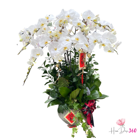 Lan Hồ Điệp Đại Hồng Phát