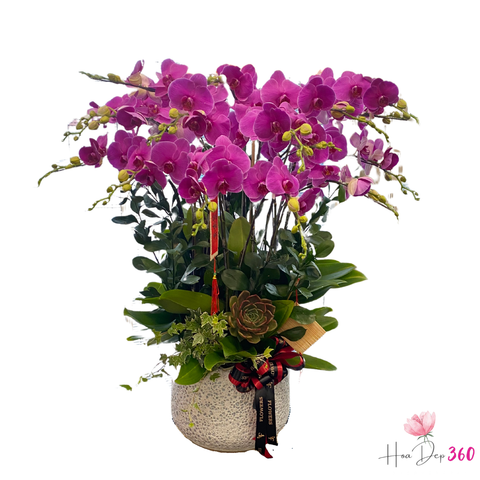 Lan Hồ Điệp Cát Tường