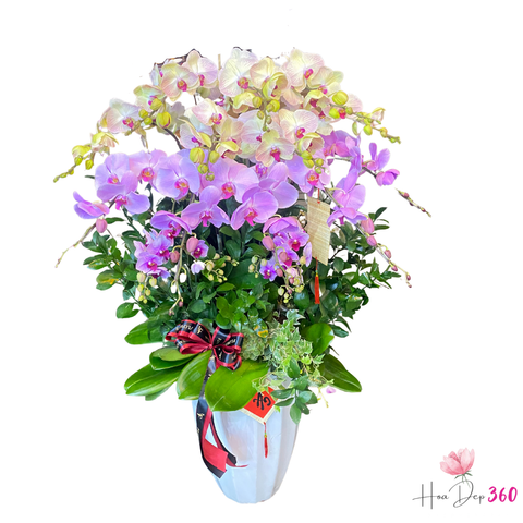 Lan Hồ Điệp Hào Hoa