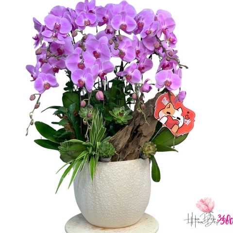 Lan Hồ Điệp Quyền Uy