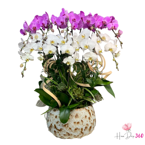 Lan Hồ Điệp Lộc Xuân