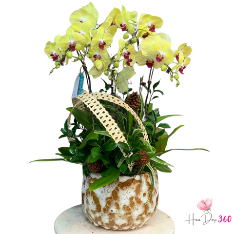 Lan Hồ Điệp Tài Lộc Thịnh Vượng