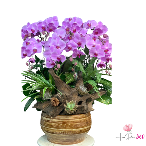 Lan Hồ Điệp Lộc Phát An Khang
