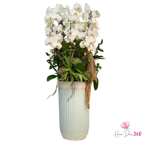 Lan Hồ Điệp Thịnh Vượng Bình An