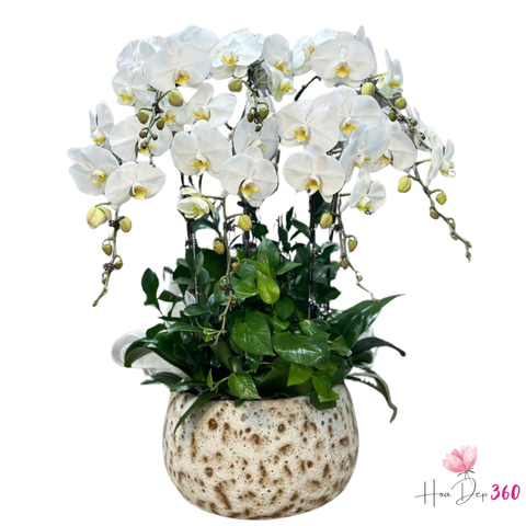 Lan Hồ Điệp Như Ý Cát Tường