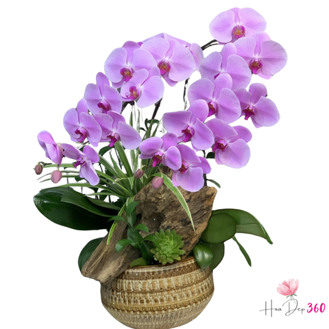 Lan Hồ Điệp Lộc Xuân Hưng Thịnh