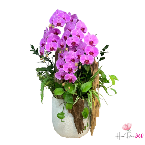 Lan Hồ Điệp Thịnh Vượng Bình An