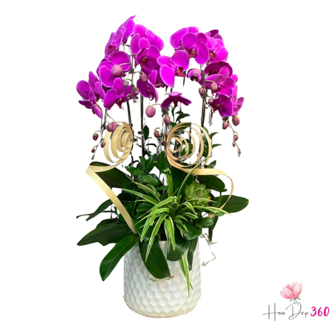 Lan Hồ Điệp Phát Tài