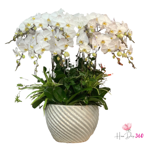 Lan Hồ Điệp Kim Ngọc Mãn Đường