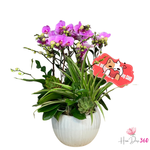 Lan Hồ Điệp Đất Việt