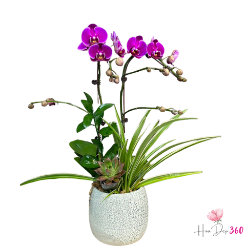 Lan Hồ Điệp Cát Tường Như Ý