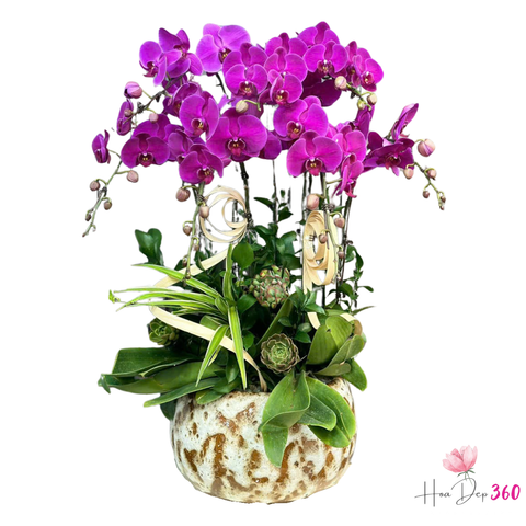 Lan Hồ Điệp Phát Tài Đắc Lộc