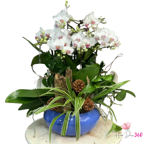 Lan Hồ Điệp Lộc Phát