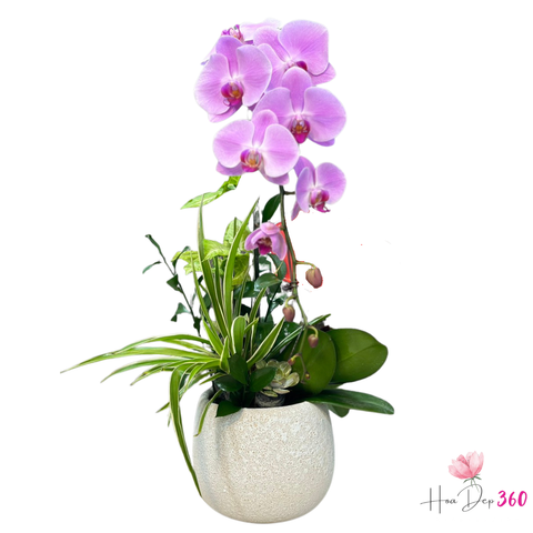 Lan Hồ Điệp Duy Nhất