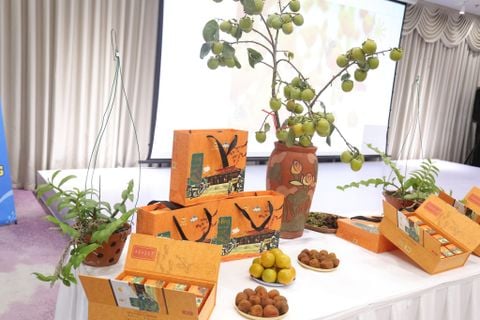  Hồng vành khuyên treo gió 