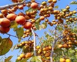  Hồng vành khuyên treo gió cao cấp 300gram 