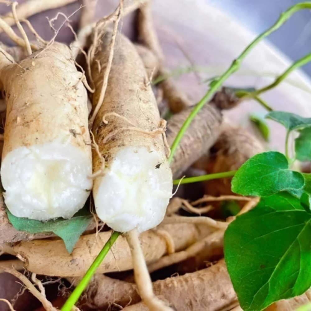 Hồng đẳng sâm sấy dẻo Tinh Hoa Toàn Cầu hũ thuỷ tinh 60g