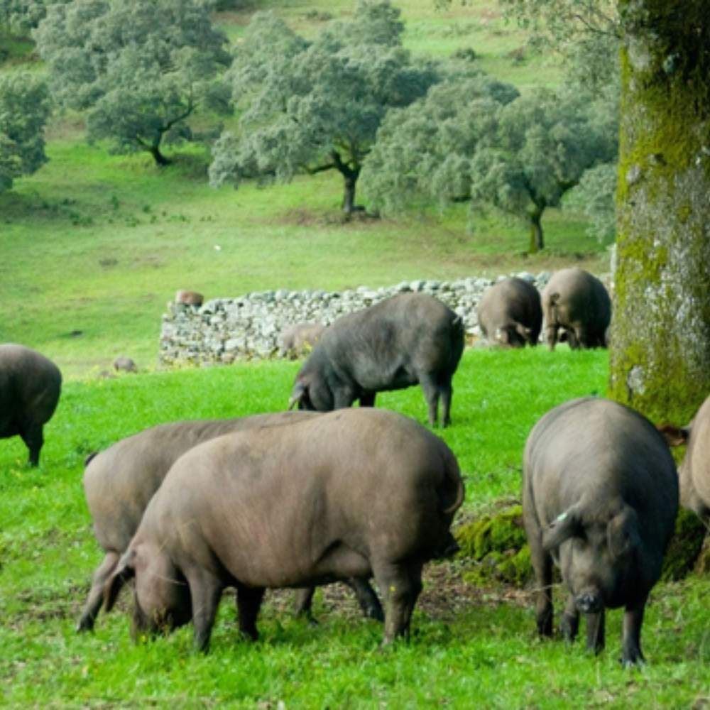 Đùi heo muối Iberico Bellota Montesano có xương thuần chủng 100% 48 tháng KG đùi sau
