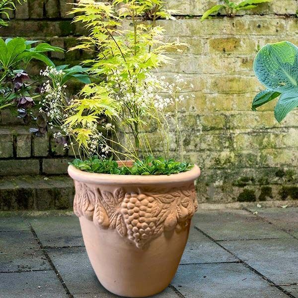 TERRACOTTA