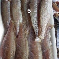 Cá đù nguyên con một nắng