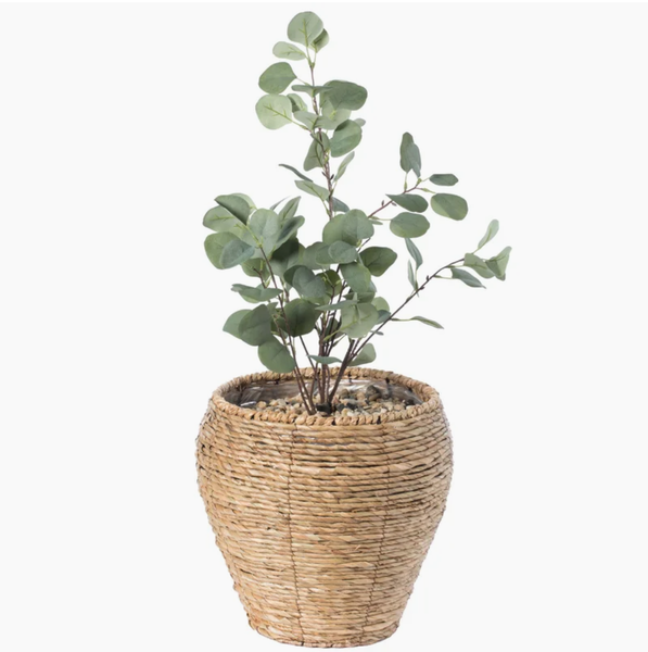  POT_NCV014 