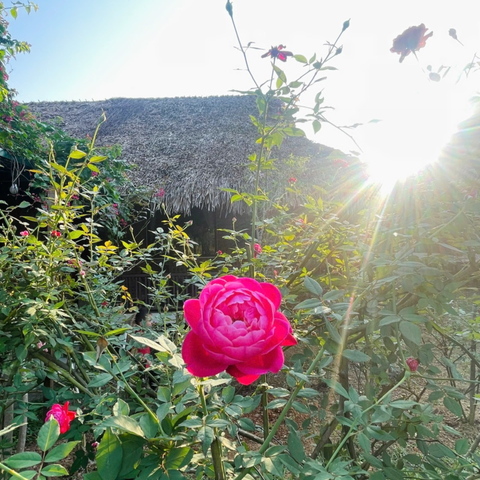  Hoa Hồng Đã Về Trên Ten Homestay & Villa! 