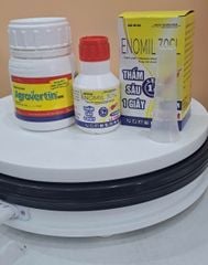 Phòng trừ nhện đỏ gây hại đu đủ - không nóng - phun được khi đu đủ có bông, có trái
