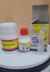 Phòng trừ nhện đỏ gây hại đu đủ - không nóng - phun được khi đu đủ có bông, có trái