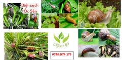 ((800gam) trừ ốc bưu vàng hại lúa Notralis 18gr - Hiệu: bù kẹp thái, dạng hạt rải, Trừ ốc sên, có mùi thơm dẫn dụ ốc, 1 gói rải 2,000m2