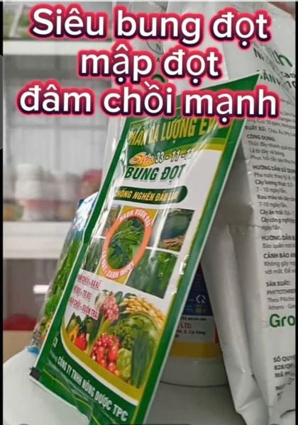 Siêu bung đọt, kích mập đọt, đâm chồi mạnh cho rau màu, bầu bí dưa - bung đọt sầu riêng, mít