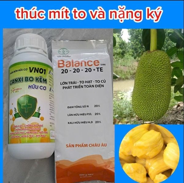 (Lớn trái mít) Bộ đôi lớn trái mít, trái to tròn đều, hạn chế méo trái, nở gai hết cỡ, múi mít to, nặng ký