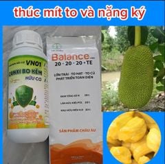 (Lớn trái mít) Bộ đôi lớn trái mít, trái to tròn đều, hạn chế méo trái, nở gai hết cỡ, múi mít to, nặng ký