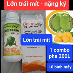 (Lớn trái mít, Sâu đục trái mít, Rệp sáp mít) Phân thúc lớn trái mít, nặng ký và phòng trị sâu đục trái mít, trừ rệp sáp mít không gây nóng trái