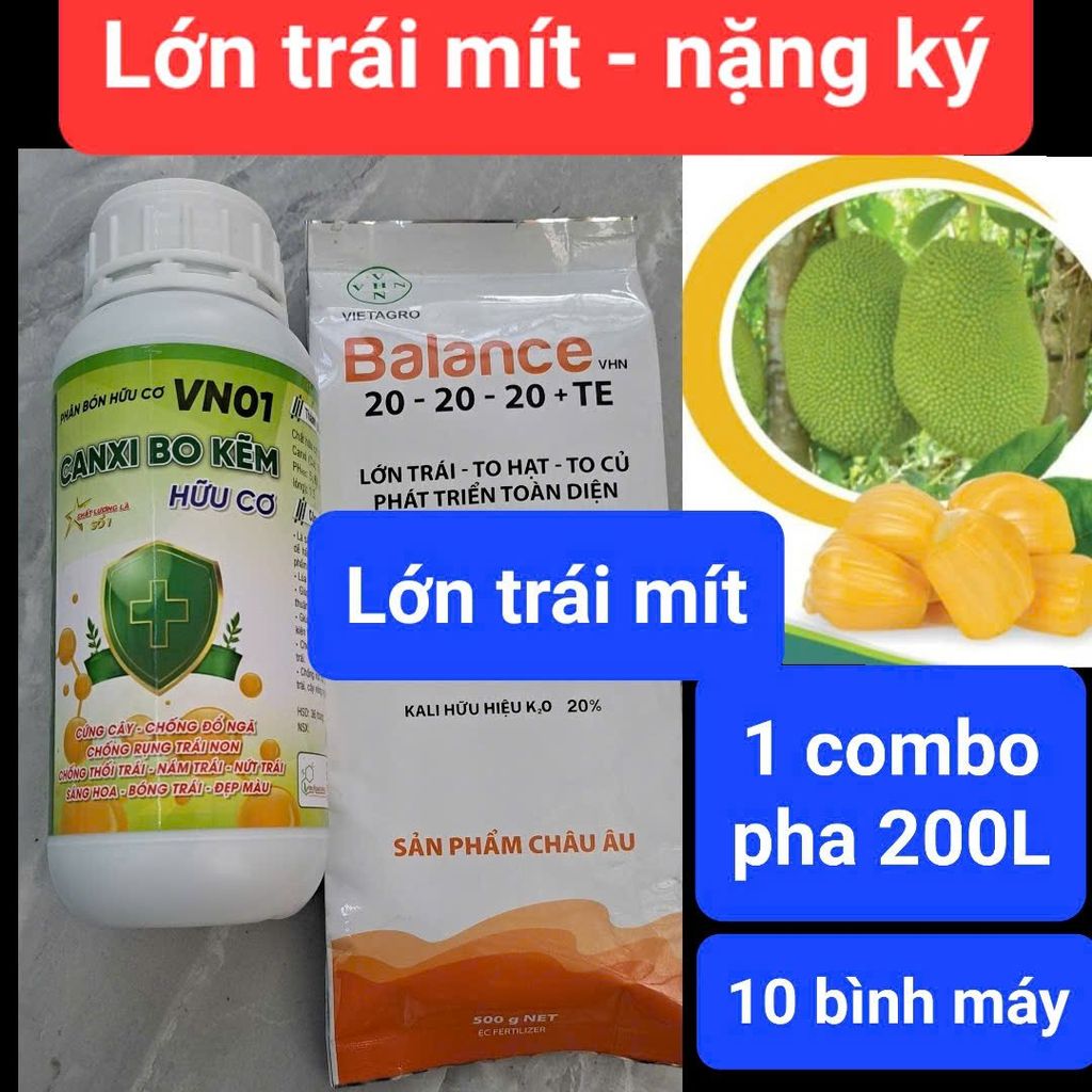 (Lớn trái mít) Bộ đôi lớn trái mít, trái to tròn đều, hạn chế méo trái, nở gai hết cỡ, múi mít to, nặng ký