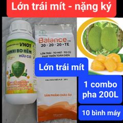 (Lớn trái mít) Bộ đôi lớn trái mít, trái to tròn đều, hạn chế méo trái, nở gai hết cỡ, múi mít to, nặng ký
