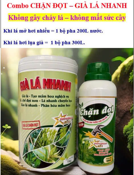 Combo CHẶN ĐỌT, GIÀ LÁ NHANH cực mạnh không suy cây, chuyển hóa sinh trưởng sang sinh sản, tạo mầm hoa, ức chế đọt non, lá chuyển lụa, phân hóa mầm hoa