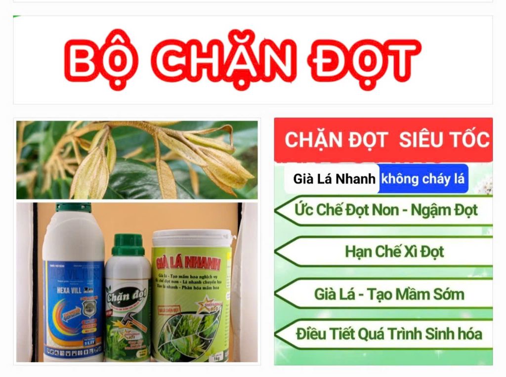 (CHUYÊN SẦU RIÊNG) Chặn đọt sầu riêng cực mạnh, già lá nhanh, ức chế đọt non, không gây cháy lá