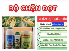 (CHUYÊN SẦU RIÊNG) Chặn đọt sầu riêng cực mạnh, già lá nhanh, ức chế đọt non, không gây cháy lá