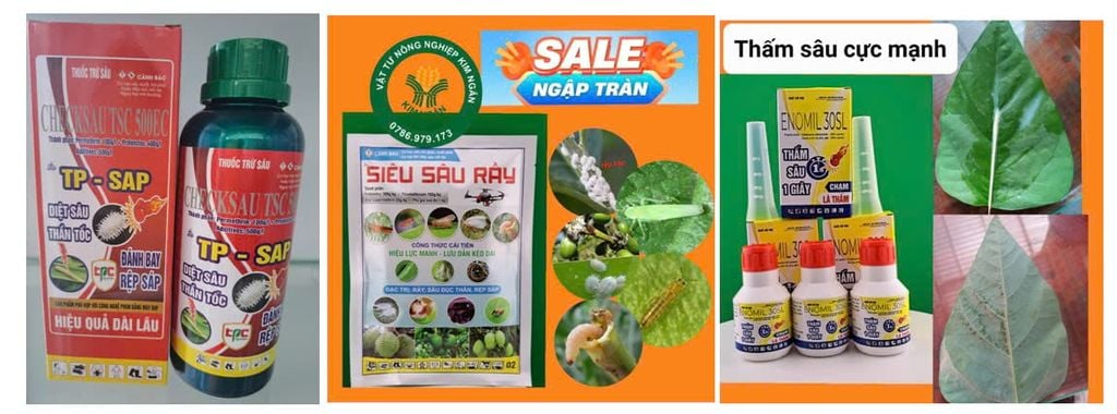 (Cây thanh long) Phòng trừ bọ trĩ , bọ xít, rầy mềm và rệp sáp, diệt kiến, bọ cánh cứng gây hại thanh long