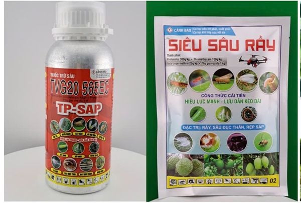 (Cây thanh long) Phòng trừ bọ trĩ , bọ xít, rầy mềm và rệp sáp, diệt kiến, bọ cánh cứng gây hại thanh long