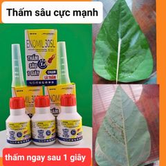 Quản lý sâu xanh dưa hấu