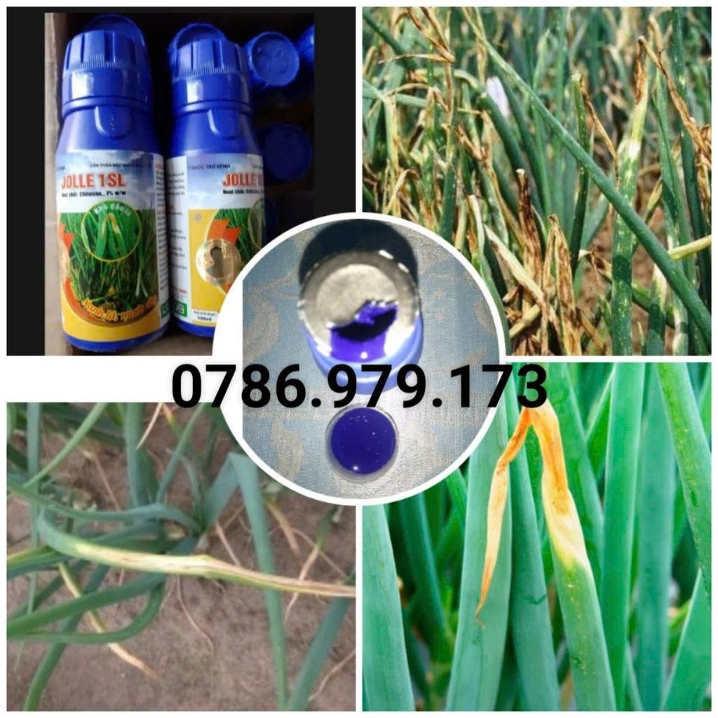 Jolle 1sl 100ml - Đặc trị bệnh vi khuẩn sọc lá và cháy lá, bệnh khô đầu lá hành