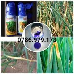 Jolle 1sl 100ml - Đặc trị bệnh vi khuẩn sọc lá và cháy lá, bệnh khô đầu lá hành