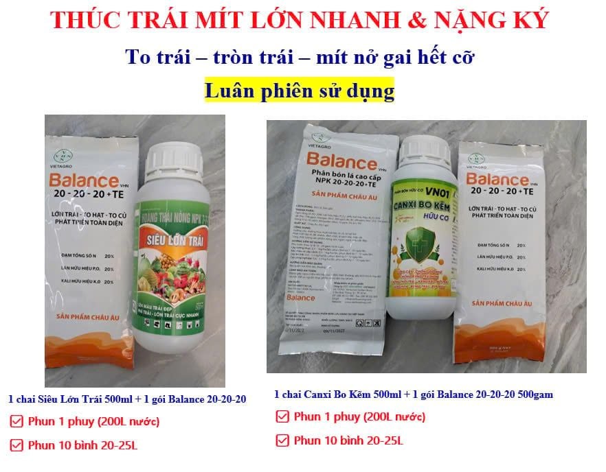 (Lớn trái mít) Bộ đôi lớn trái mít, trái to tròn đều, hạn chế méo trái, nở gai hết cỡ, múi mít to, nặng ký