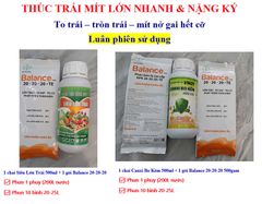 (Lớn trái mít) Bộ đôi lớn trái mít, trái to tròn đều, hạn chế méo trái, nở gai hết cỡ, múi mít to, nặng ký